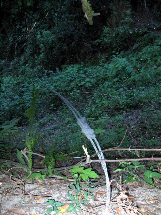 cable2
Another guy wire. This one had no rust on it whatsoever. This shot is on top of the little hillside looking right down at where the tracks would emerge from the tunnel. Photo Sam Lewit on 5/9/04
