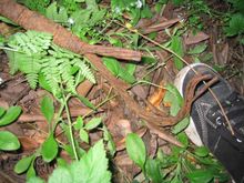 Filename=cable1.jpg
Filesize=82KiB
Dimensions=700x525
Date added=May 09, 2009 cable1.jpg